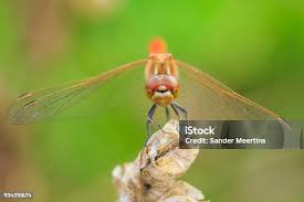 Attēlu rezultāti vaicājumam “Sympetrum vulgatum male”