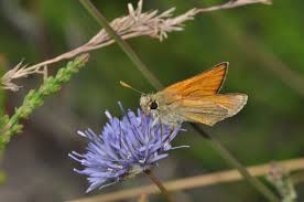 Attēlu rezultāti vaicājumam “Thymelicus sylvestris underside”