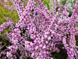 Attēlu rezultāti vaicājumam “Calluna vulgaris flower”