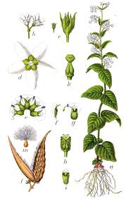 Attēlu rezultāti vaicājumam “Vincetoxicum hirundinaria leaf”