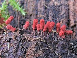 Attēlu rezultāti vaicājumam “Heterotrichia ferruginea (syn. Arcyria ferruginea) stalked”