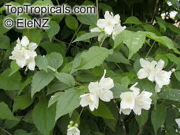 Attēlu rezultāti vaicājumam “Philadelphus coronarius leaf”