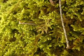 Attēlu rezultāti vaicājumam “Hypnum pallescens”