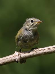 Attēlu rezultāti vaicājumam “Phylloscopus collybita”