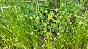 Attēlu rezultāti vaicājumam “Juncus bufonius”