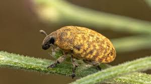 Attēlu rezultāti vaicājumam “Larinus sp.”