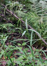 Attēlu rezultāti vaicājumam “Cinna latifolia”