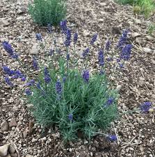 Attēlu rezultāti vaicājumam “Lavandula angustifolia”