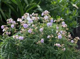 Image result for Geranium `Summer Skies`