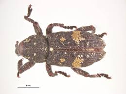 Attēlu rezultāti vaicājumam “Pissodes piniphilus”