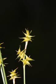 Attēlu rezultāti vaicājumam “Carex echinata”