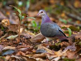 Attēlu rezultāti vaicājumam “Ombrophila violacea”