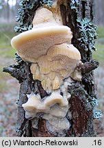 Attēlu rezultāti vaicājumam “Diplomitoporus flavescens”