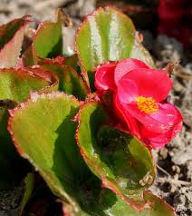 Image result for Begonia cucullata var. Hookeri