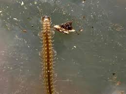 Attēlu rezultāti vaicājumam “Craspedosoma rawlinsi”