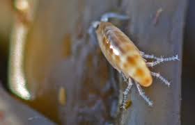 Attēlu rezultāti vaicājumam “Talitrus saltator”