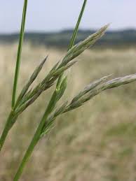 Attēlu rezultāti vaicājumam “Festuca arenaria”