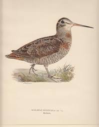 Attēlu rezultāti vaicājumam “Scolopax rusticola”