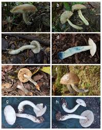 Attēlu rezultāti vaicājumam “Leccinum melaneum”
