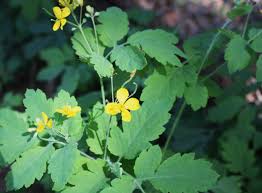 Attēlu rezultāti vaicājumam “Chelidonium majus”