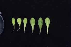 Attēlu rezultāti vaicājumam “Primula farinosa bud”