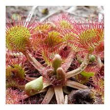 Image result for Drosera