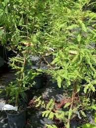 Attēlu rezultāti vaicājumam “Taxodium distichum”