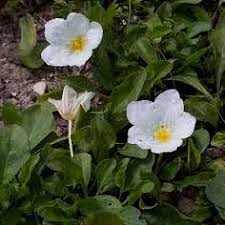 Image result for Nierembergia