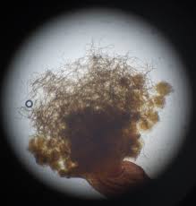 Attēlu rezultāti vaicājumam “Trichia flavicoma”