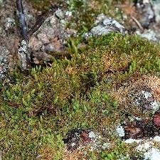 Attēlu rezultāti vaicājumam “Pohlia proligera”