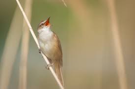 Image result for Acrocephalus arundinaceus