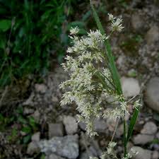 Attēlu rezultāti vaicājumam “Luzula luzuloides”