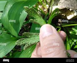 Attēlu rezultāti vaicājumam “Tranzschelia anemones”