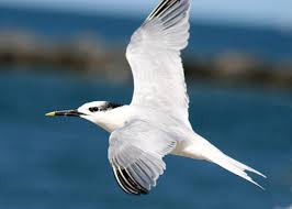 Attēlu rezultāti vaicājumam “Sterna sandvicensis adult”