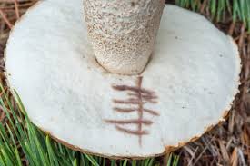 Attēlu rezultāti vaicājumam “Leccinum vulpinum”