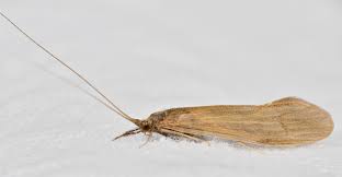 Attēlu rezultāti vaicājumam “Oecetis ochracea”