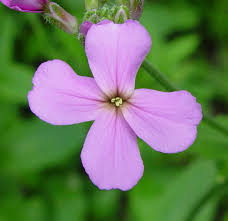 Attēlu rezultāti vaicājumam “Hesperis matronalis bud”