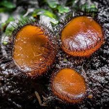 Attēlu rezultāti vaicājumam “Scutellinia scutellata”