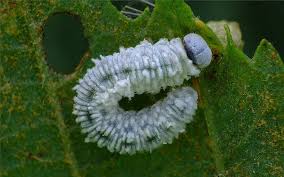 Attēlu rezultāti vaicājumam “Eriocampa ovata larva”