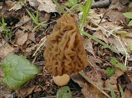 Attēlu rezultāti vaicājumam “Verpa bohemica”