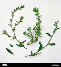 Attēlu rezultāti vaicājumam “Polygonum aviculare flower”