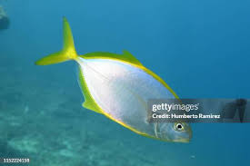 Image result for Caranx bartholomaei