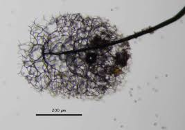 Attēlu rezultāti vaicājumam “Comatricha laxa stalked”