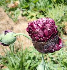 Image result for Papaver somniferum Black