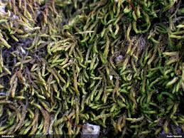 Attēlu rezultāti vaicājumam “Leskea polycarpa”