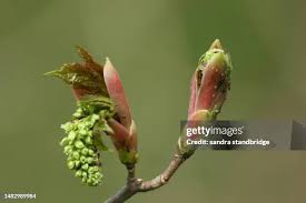 Attēlu rezultāti vaicājumam “Acer pseudoplatanus flower”