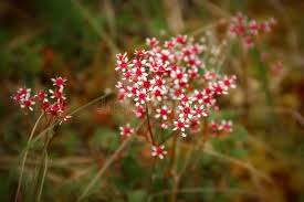 Attēlu rezultāti vaicājumam “Saxifraga cymbalaria flower”