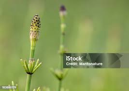 Attēlu rezultāti vaicājumam “Equisetum palustre”