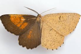 Attēlu rezultāti vaicājumam “Angerona prunaria”