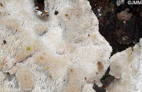 Attēlu rezultāti vaicājumam “Skeletocutis carneogrisea”